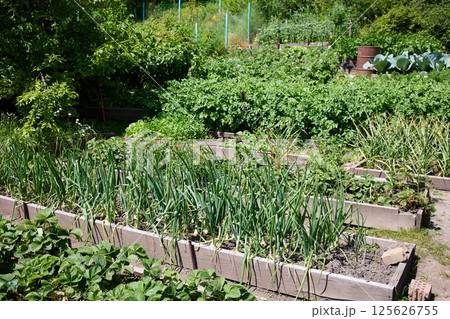 Organic vegetable garden: beds with onions, strawberries, garlic Organic vegetable garden: beds with onions, strawberries, garlic 125626755