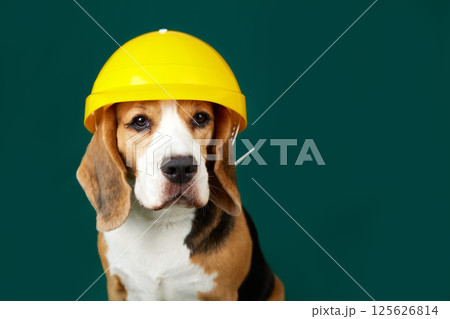 A beagle dog in a construction helmet on a grey isolated background A beagle dog in a construction helmet on a grey isolated background 125626814