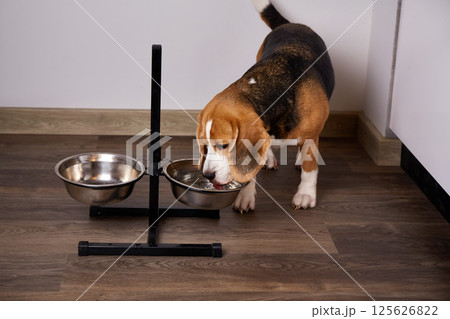 A beagle dog drinks water from a bowl. A beagle dog drinks water from a bowl. 125626822