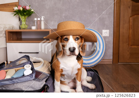 Beagle dog in a straw hat sits in a suitcase with things and a floating inflatable ring for a summer vacation at sea 125626823