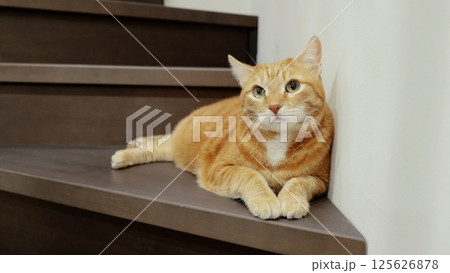 Ginger tabby relaxing on minimalist wooden staircase, basking in soft light of contemporary home interior with peaceful demeanor 125626878