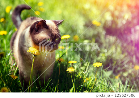 Siamese cat walking on the dandelion lawn in spring 125627306