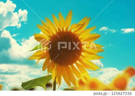 Rural summer landscape with sunflowers. Sunflower on the field against the blue sky 125627338