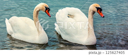 A pair of swans swim together in the lake. Horizontal banner A pair of swans swim together in the lake. Horizontal banner 125627405
