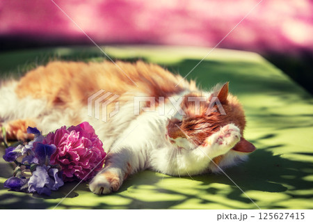 Cute white-orange longhair cat relaxing outdoors in the summer garden 125627415