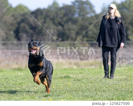 obedience training with a rottweiler 125627500