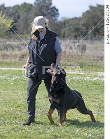 obedience training with a rottweiler 125627504
