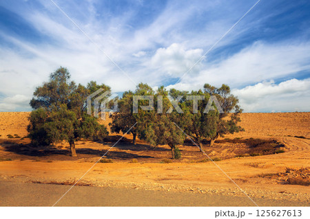 Trees in Judean desert Trees in Judean desert 125627613