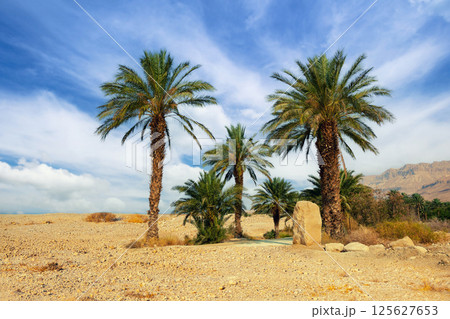 Palm trees in desert, Ein Gedi, Israel Palm trees in desert, Ein Gedi, Israel 125627653