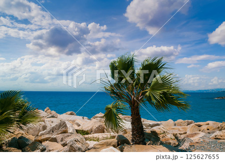 Rocky beach with palm tree. Nature Cyprus Rocky beach with palm tree. Nature Cyprus 125627655