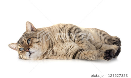 bengal kitten in studio bengal kitten in studio 125627828