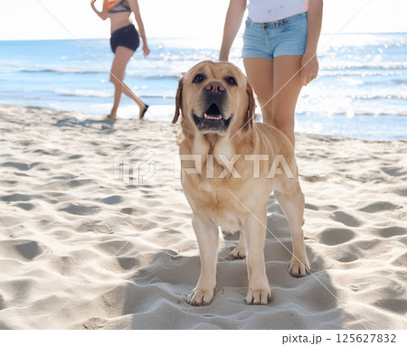 adult labrador retriever on the beach 125627832