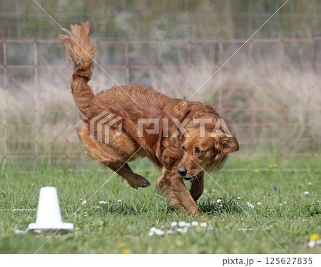 obedience training with a golden retriever obedience training with a golden retriever 125627835