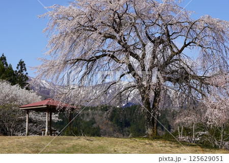 桜咲く根尾の春 125629051