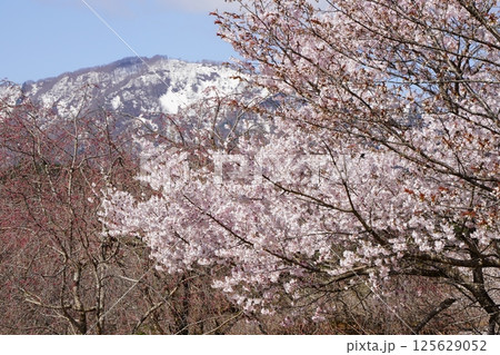 桜咲く根尾の春 桜咲く根尾の春 125629052