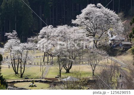 春の薄墨桜 125629055