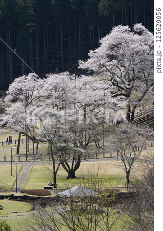 春の薄墨桜 春の薄墨桜 125629056