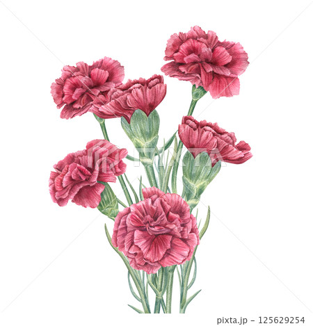 Watercolor red carnations bouquet isolated background. Symbol of the Carnation Revolution, Veterans Day or wedding illustration. For holiday invitations, floral branding, greeting cards, book covers 125629254