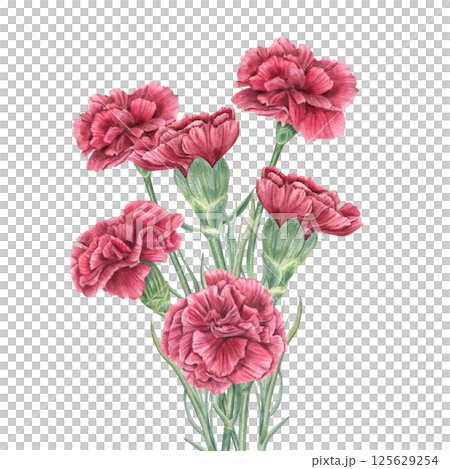 Watercolor red carnations bouquet isolated background. Symbol of the Carnation Revolution, Veterans Day or wedding illustration. For holiday invitations, floral branding, greeting cards, book covers 125629254