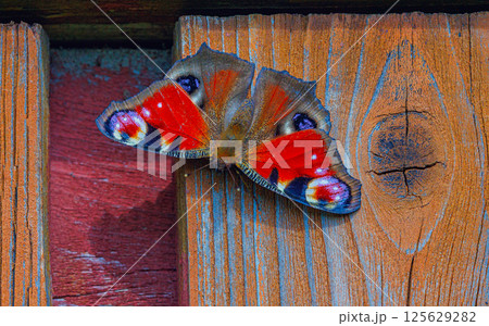 Close-up peacock butterfly, close-up colorful butterfly, Aglais io on the wooden wall 125629282