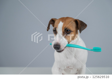 Jack Russell Terrier Dog Holding a Toothbrush in His Mouth. Jack Russell Terrier Dog Holding a Toothbrush in His Mouth. 125629510