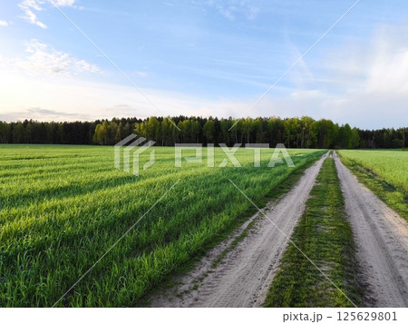 rural road in the middle of a green meadow. Beautiful green meadow, surrounded by a spring forest. Bright, lush, green natural landscape. 125629801