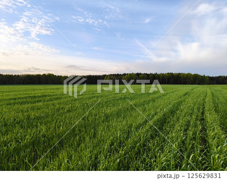 Beautiful Landscape nature background image of spring nature with surrounded by trees against a blue sky sunny day. Lush green field 125629831