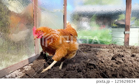 Brown free range chicken pecking at ground and walking around outdoors Brown free range chicken pecking at ground and walking around outdoors 125629834