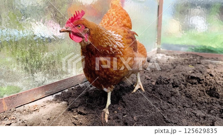 Brown free range chicken pecking at ground and walking around outdoors Brown free range chicken pecking at ground and walking around outdoors 125629835