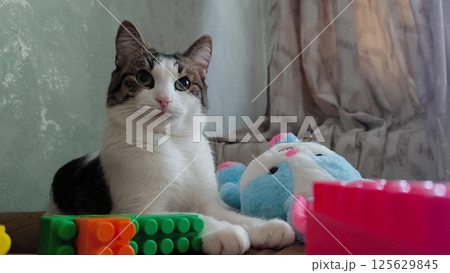 A beautiful white pet cat with gray spots lies at home on a bed surrounded by toys. white cat is lying on the couch with toys 125629845