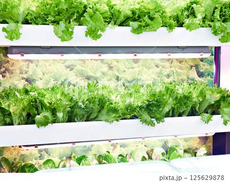 Growing lettuce with artificial light Growing lettuce with artificial light 125629878