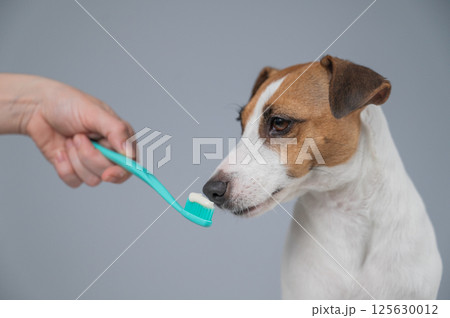 The owner offers the Jack Russell Terrier to brush her teeth. The dog licks the toothpaste. The owner offers the Jack Russell Terrier to brush her teeth. The dog licks the toothpaste. 125630012