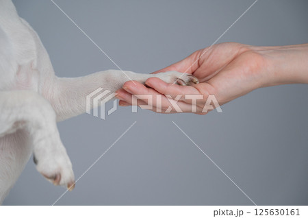 The owner holds the dog by the paw. Close-up. The owner holds the dog by the paw. Close-up. 125630161