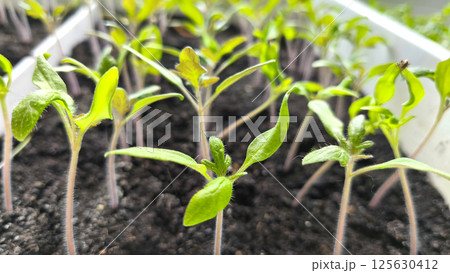 Tomato seedlings in a plastic container on a windowsill. Young plants are waiting to be planted in the soil in the garden. Farming and agriculture concept.  125630412