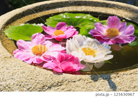 かざはやの里 満開の藤とネモフィラ かざはやの里 満開の藤とネモフィラ 125630967