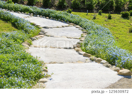 かざはやの里　満開の藤とネモフィラ 125630972