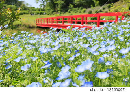 かざはやの里　満開の藤とネモフィラ 125630974