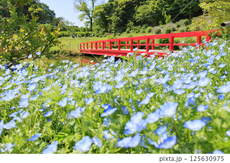 かざはやの里　満開の藤とネモフィラ 125630975
