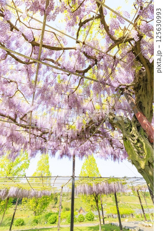 かざはやの里　満開の藤とネモフィラ 125630993