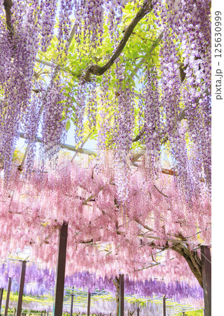 かざはやの里　満開の藤とネモフィラ 125630999