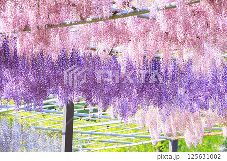 かざはやの里　満開の藤とネモフィラ 125631002