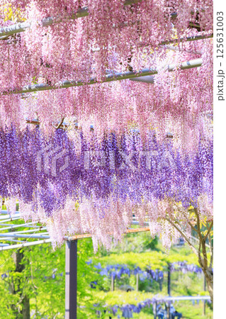 かざはやの里 満開の藤とネモフィラ かざはやの里 満開の藤とネモフィラ 125631003