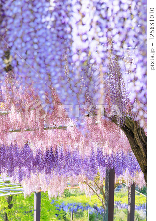 かざはやの里　満開の藤とネモフィラ 125631010