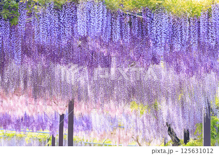 かざはやの里　満開の藤とネモフィラ 125631012