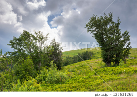 deciduous trees on the green hillside. scenery with forested hills of carpathian mountains. dramatic view on borzhava ridge on a cloudy weather. transcarpathia travel landscape in summer 125631269