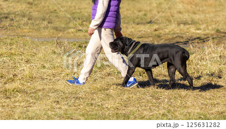 A Cane Corso dog walks with a woman. Cane Corso Formentino. A companion dog. A Cane Corso dog walks with a woman. Cane Corso Formentino. A companion dog. 125631282