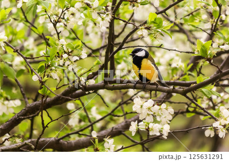 A titmouse rests on a branch of a cherry tree 125631291