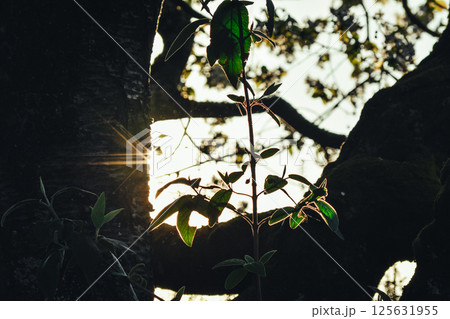 blossomed green leaves on a bush illuminated by the sun against a blurred background of bush branches blossomed green leaves on a bush illuminated by the sun against a blurred background of bush branches 125631955