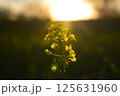 Yellow flower against the backdrop of the setting sun. Lightness concept. 125631960