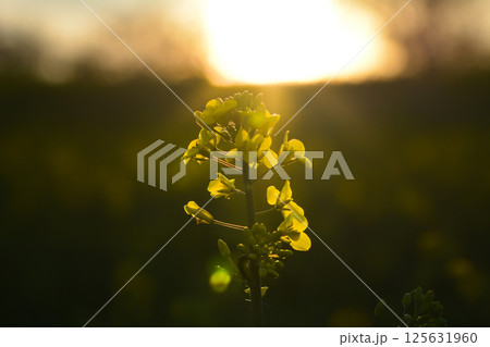 Yellow flower against the backdrop of the setting sun. Lightness concept. Yellow flower against the backdrop of the setting sun. Lightness concept. 125631960